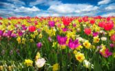 vilda blommor