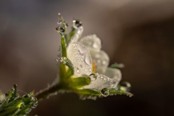 china rose palettblad