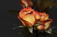 blommor i kruka ute inspiration